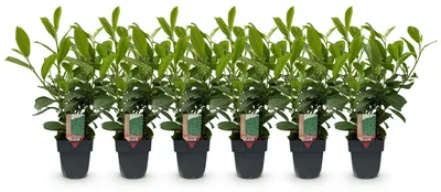 Image de Green boutiQ - Plantes de haie - Prunus laurocerasus Rotundifolia - feuillage vert - 6 plants - 1 mètre linéaire - à feuillage persistant - pot de 17 cm, hauteur 50 cm
