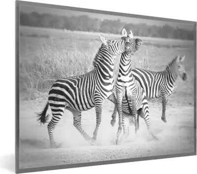 Produktbild von MuchoWow® Gerahmtes Poster Kämpfende Zebras 80x60 cm - Poster mit Schwarzem Bilderrahmen Wandposter Rahmen Foto Bilder - Schwarzem - Mit Gestell