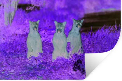 Produktbild von MuchoWow® - Selbstklebend - Fototapeten