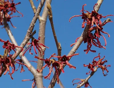 Zdjęcie produktu dla Hamamelis int. 'Ruby Glow' ('adonis/r. superba') - oczar wirginijski Wielkość pojemnika 60-80 cm