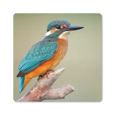 Produktbild von MuchoWow® Mauspad Mousepad Vogel - Eisvogel - Zweig 20x20 cm - Mousepads - Maus Mat - Pad - Mausunterlage - Desk Mat - Bureauartikeln