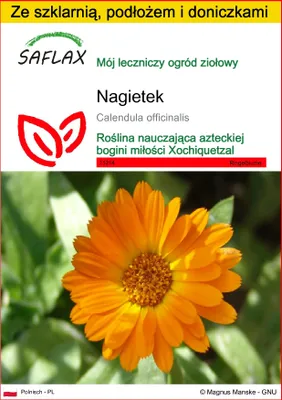 Zdjęcie produktu dla SAFLAX - Zestaw do uprawy - Nagietek - 50 Nasiona - Z mini szklarnią, podłożem uprawowym i 2 doniczkami - Calendula officinalis