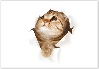 Produktbild von Tulup® Leinwandbild - 100x70 cm - Wandkunst - Drucke auf Leinwand - Leinwanddruck  - Tiere - Beige - Katze