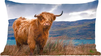 Produktbild von MuchoWow® Zierkissen Sofakissen Wohnzimmer Dekokissen 50x30 cm Schottische Hochlandrind - Himmel - Natur - Wohnzimmerdekoration - Polster mit Photo
