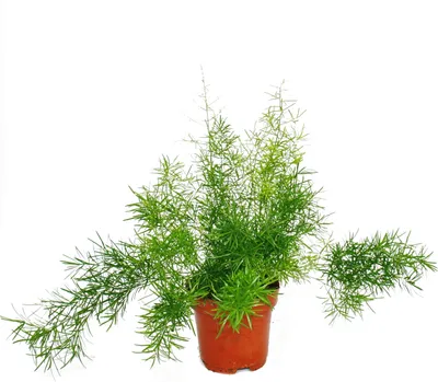 Zdjęcie produktu dla Szparagi ozdobne - Asparagus densiflorus sprengeri - Latwa w pielegnacji zielona roslina w doniczce 12 cm