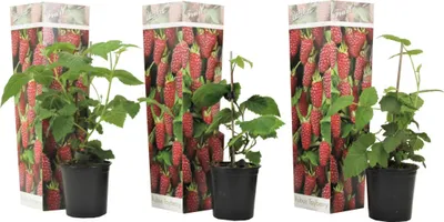 Three potted Tayberry plants are displayed side-by-side against a white background, each with a decorative packaging sleeve featuring images of berries.