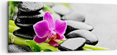 Produktbild von Bild auf Leinwand - Leinwandbild - Pflanze Steine Bambus Spa - 100x40cm - Wand Bild - Wanddeko - Leinwanddruck - Bilder - Kunstdruck - Wanddekoration - Leinwand bilder - Wandkunst - AB100x40-2681