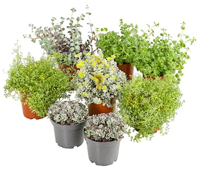 Produktbild von Dehner Pflanzenset Fetthennen, 8er Set verschiedene Sorten, Wuchshöhe 5-20 cm, Ø Topf 10.5 cm, Sukkulenten