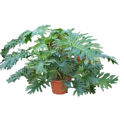 Produktbild von Philodendron Bipinnatifidum Cum Laude - 160 cm - Ø55