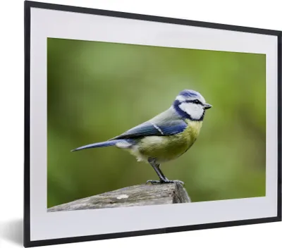 Produktbild von MuchoWow® MuchoWow® Gerahmtes Poster Blaumeise späht aus einem Baumstamm 40x30 cm - Poster mit zchwarzem Bilderrahmen - Bilderrahmen - Poster im Rahmen