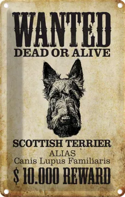 Produktbild von vianmo Blechschild 30x20 cm Hund wanted Scottish Terrier Tier Haustier