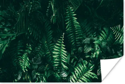 Produktbild von MuchoWow® Poster Blätter - Dschungel - Natur - Tropisch - Pflanzen 180x120 cm - Fotoplakat