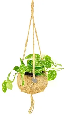 Obrázek produktu pro Kokodama Scindapsus pictus Argyraeus (L)