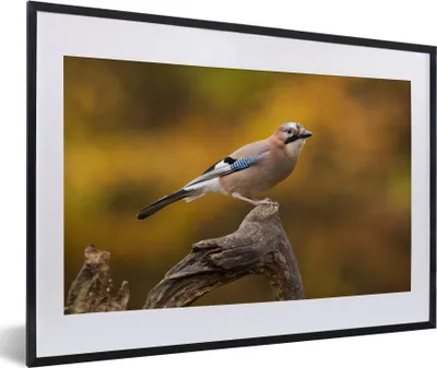 Produktbild von MuchoWow® Gerahmtes Poster Vogel - Zweig - Eichelhäher 60x40 cm - Poster mit Schwarzem Bilderrahmen Wandposter Rahmen Foto Bilder - Schlafzimmer - Plakat in Rahmen - Drucken