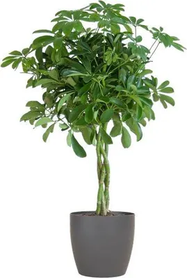 Zdjęcie produktu dla Schefflera Arb Nora - aralia promienista, roslina doniczkowa + doniczka 70cm