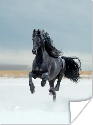 Produktbild von MuchoWow® Poster Pferd - Schwarz - Schnee 120x160 cm - Wandbilder