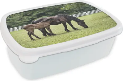 Produktbild von KitchenYeah® Lunchbox Brotzeit Brotdose 17x11 cm Pferde - Gras - Baum Kinder Brotzeitdose - Lunch Box - Kinder - Sandwich-Box - Schulbox - Lunch Boxen