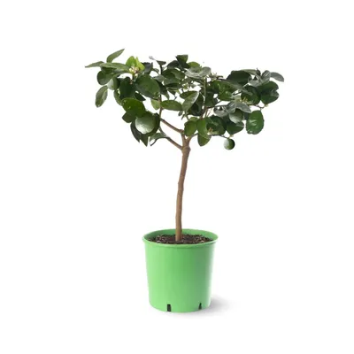 Image de Citronnier vert - lime de tahiti - citrus aurantiifolia - agrume méditerranéen - arbre fruitier - ↕ 75-85 cm - ⌀ 22 cm