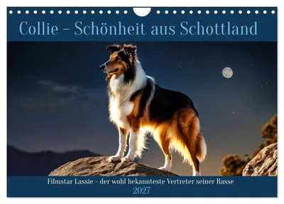 Produktbild von Traumhund Collie (Wandkalender 2027 DIN A4 quer), CALVENDO Monatskalender
