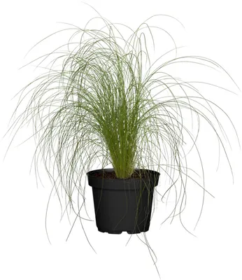 Produktbild von Stipa tenuissima 'Ponytails', Zartes Federgras, 2 Liter Container