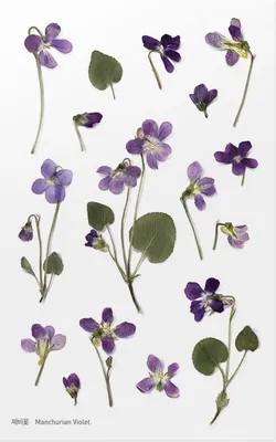 Image de Autocollants décoratifs pour fleurs Violet