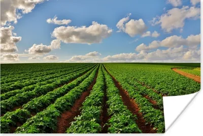 Produktbild von MuchoWow® Poster Pflanzen - Bauernhof - Kartoffeln 120x80 cm - Bilder
