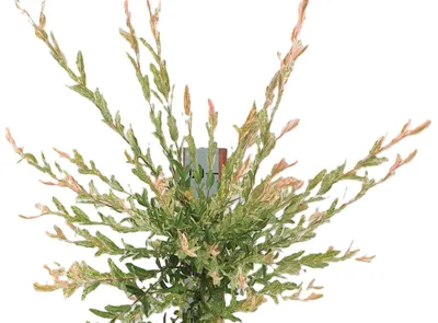 Produktbild von Harlekinweide / Zierweide 'Salix Nishiki' Hochstamm 40 - 50 cm