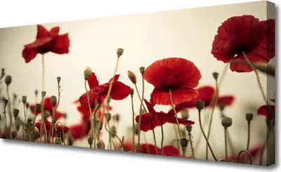 Produktbild von Tulup Leinwand-Bilder 125x50 Wandbild Canvas Kunstdruck Mohnblumen Pflanzen