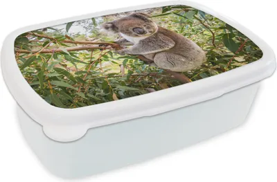 Produktbild von KitchenYeah® Lunchbox Brotzeit Brotdose 17x11 cm Koala - Blätter - Kinder - Jungen - Mädchen Kinder Brotzeitdose - Lunch Box - Kinder - Sandwich-Box - Schulbox - Lunch Boxen