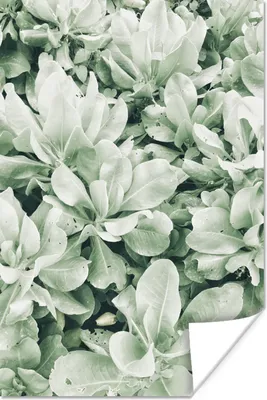Produktbild von MuchoWow® Poster Kleine Pflanzen als natürlicher Hintergrund 120x180 cm - Kunstposter