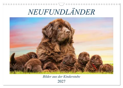 Zdjęcie produktu dla Nowofundlandy – zdjęcia z szczenięctwa (kalendarz ścienny na rok 2027, format DIN A3, poziomy), kalendarz miesięczny CALVENDO