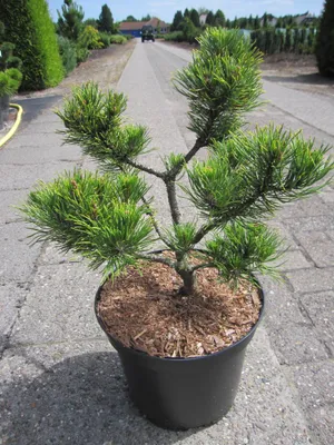 Produktbild von Pinus mugo Carstens Wintergold - Formschnitt- Bergkiefer Carstens Wintergold
