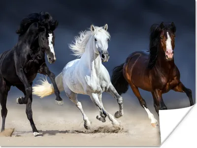 Produktbild von MuchoWow® Poster Pferde - Tiere - Sand 160x120 cm - Foto Plakat