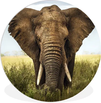 Produktbild von MuchoWow® Rundes Wandbild - Runde Bilder Elefant - Gras - Feld Ø 60 cm Kreis Wanddekoration Kunststoff - Wandkreis - Wandschmuck - Wand Kreis - Das Schlafzimmer - Die Bilder - Wandmalerei - Kunst für das Haus - das Plastik
