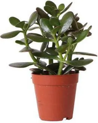 Produktbild von Sukkulente Crassula Ovata Ø9cm Robuste Zimmerpflanze mit glänzenden Blättern
