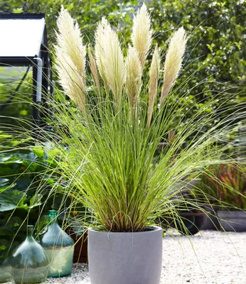 Produktbild von BALDUR Garten Weißes Pampasgras, 1 Pflanze, Cortaderia selloana Ziergras, winterharte Staude, mehrjährig, pflegeleicht, Wasserbedarf gering, blühend ab 1. Standjahr