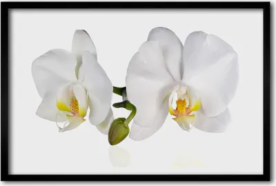 Produktbild von Bild 60x40 MDF-Rahmen, Wandkunst Orchidee