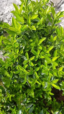 Image de Euonymus japonicus 'Microphyllus' / Fusain du Japon