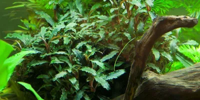 Zdjęcie produktu dla Roślina akwariowa Bucephalandra sp. 'Red', AquaOne, nr 339A. Rośliny akwariowe