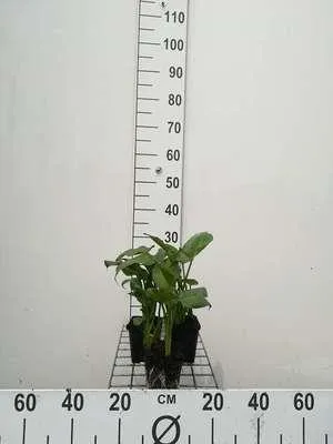 Zdjęcie produktu dla 6 x Zantedeschia aethiopica - Biała kalia - doniczka 9 x 9 cm