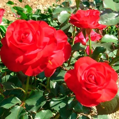 Produktbild von Rosa 'Wettra' - Stonková růže - Rosa 'Wettra'