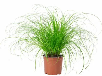 Produktbild von Echtes Katzengras - pflegeleichte Zimmerpflanze, Cyperus alternifolius 'Zumula' - Höhe ca. 30 cm, Topf-Ø 12 cm
