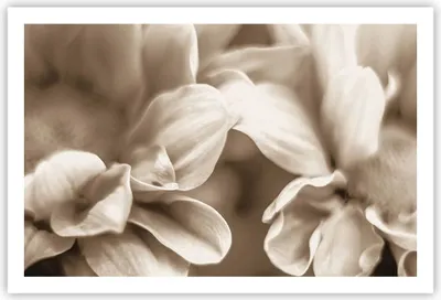 Produktbild von Poster - Poster ohne Rahmen - Blumen Boho ohne - 91,5x61 cm - Wand Bild - Wanddeko - Wandbilder - Kunstposter - Wandposter - Bilder - Kunstdruck - Wanddekoration - Wandbild - P2XAA91x61-4767