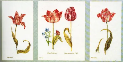 Immagine prodotto di Thea Gouverneur kit punto croce "Tulips Evenweave", 84x42cm