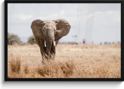 Produktbild von MuchoWow® MuchoWow® Gerahmtes Poster Elefant - Natur - Tiere - Porträt 90x60 cm - Poster mit zchwarzem Bilderrahmen - Fotorahmen - Foto-Plakat