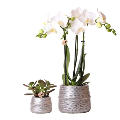 Produktbild von Kolibri Company Pflanzenset Groove silber Set mit weißer Phalaenopsis Orchidee Amabilis 9cm und grüner Sukkulente Crassula Ovata 6cm inkl. silbernen Keramik-Ziertöpfen