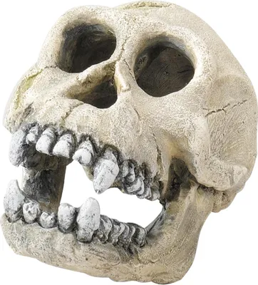 Productafbeelding van Aqua D'ella Schedel chimpansee ornament 16 cm voor aquarium en terrarium