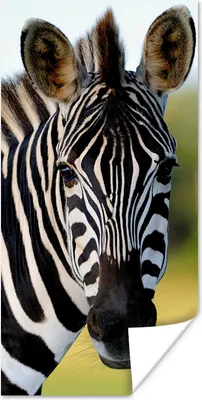 Produktbild von MuchoWow® Poster Nahaufnahme Zebra 20x40 cm - Plakat - Foto