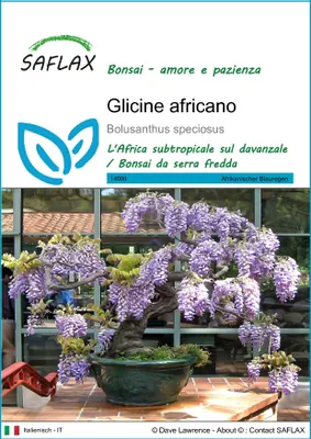 Immagine prodotto di SAFLAX  - Glicine africano  - 15 semi - Bolusanthus