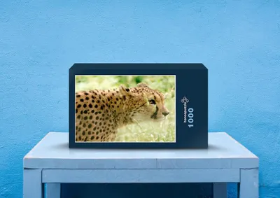 Produktbild von hansepuzzle 76559 - Gepard Puzzle, 1000 Teile, Tierwelt, 60,0 x 46,0cm mit hochwertiger Aufbewahrung, Kartonbox und wiederverschließbarem Beutel